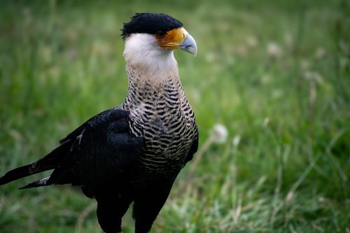 Free Majestic Crested Caracara bird with bold feathers in green meadow. Stock Photo
