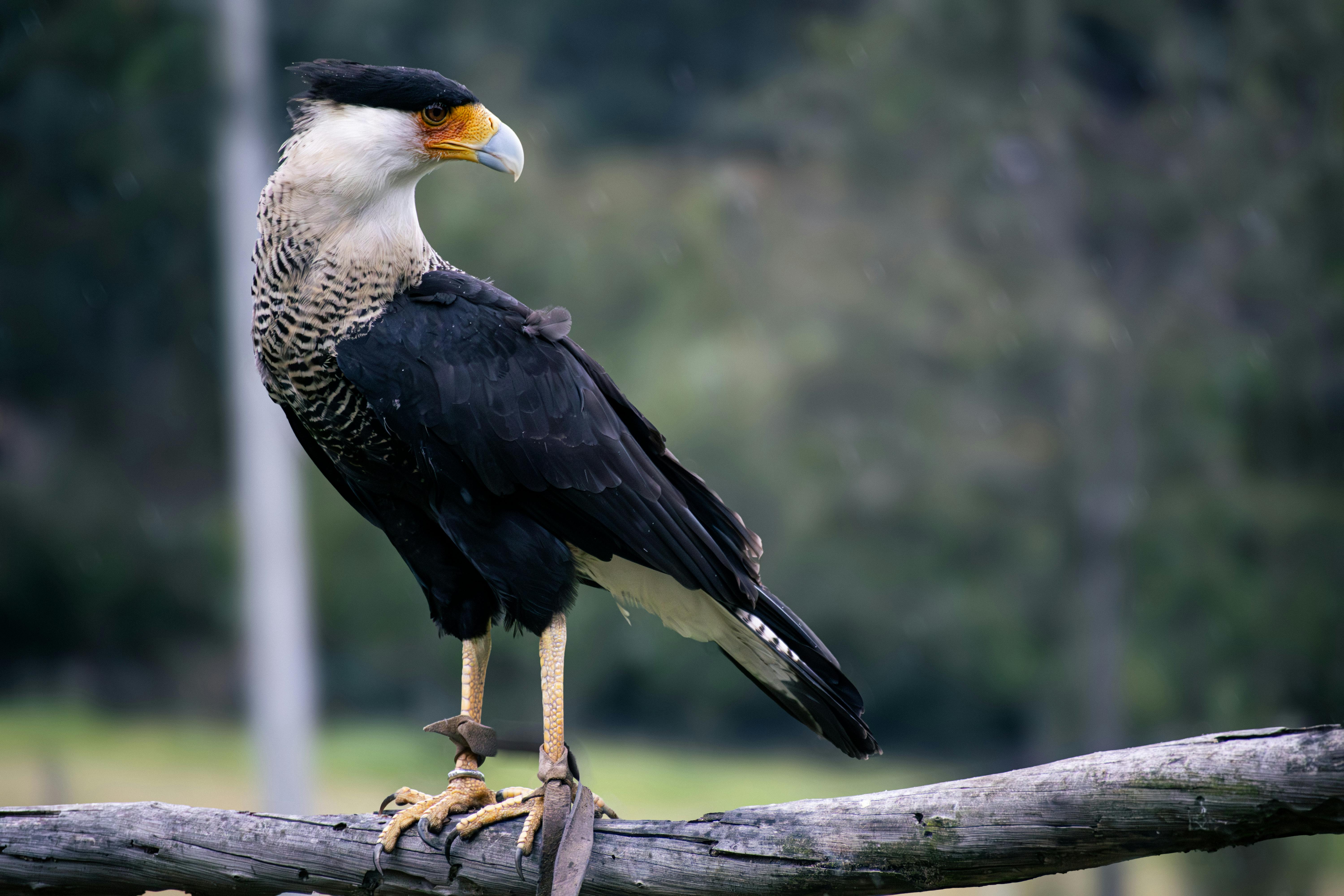 竹市後備憲兵荷松協會親子焢窯活動 推廣全民國防新方式