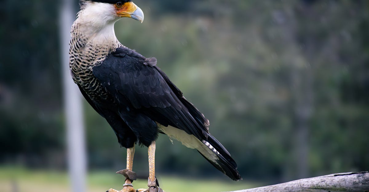 竹市後備憲兵荷松協會親子焢窯活動 推廣全民國防新方式