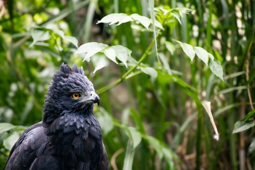 Free Vibrant image of a Crested Eagle amidst dense green foliage, showcasing its striking features. Stock Photo