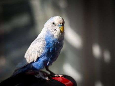 A stunning portrait of a blue budgerigar basking in soft sunlight indoors.