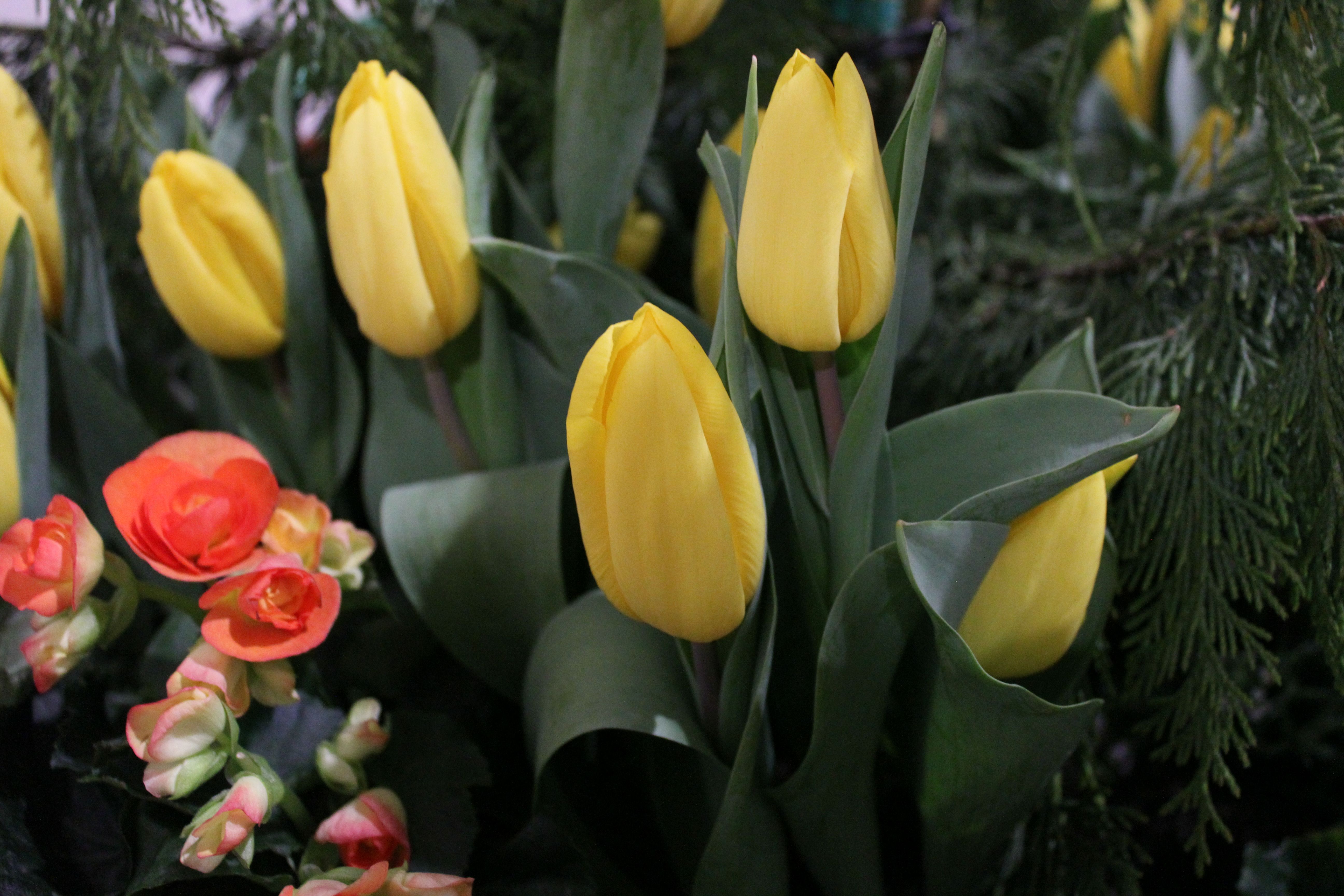 Vibrant Yellow Tulips in Bloom with Orange Accents · Free Stock Photo