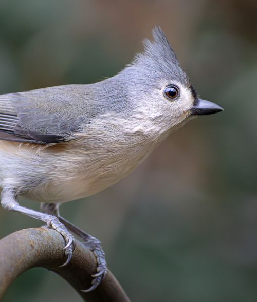Free Detailed photo of a Tufted Titmouse perched on a branch against a blurred background. Stock Photo