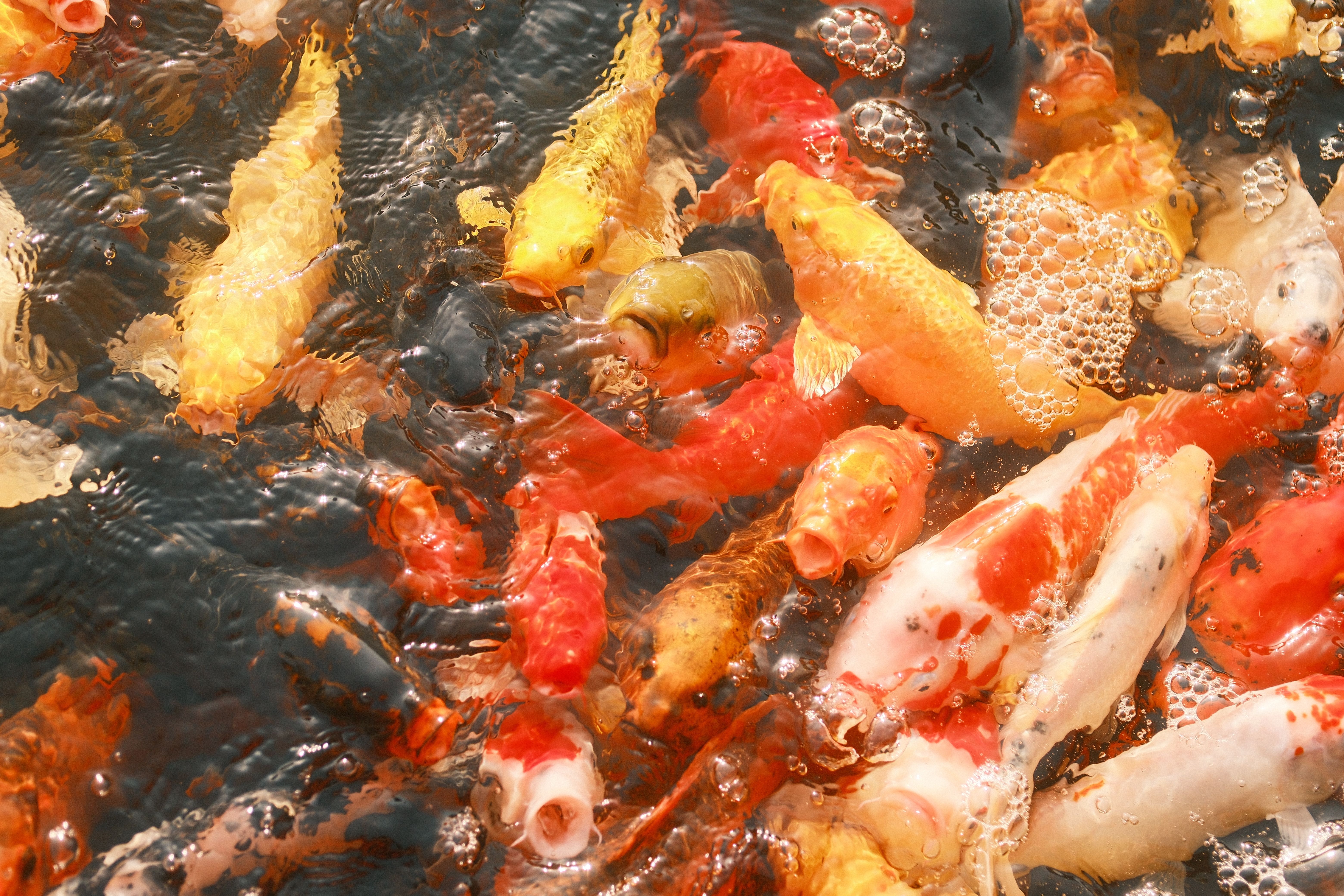 Black Ghost Fish Photos, Download The BEST Free Black Ghost Fish Stock ...