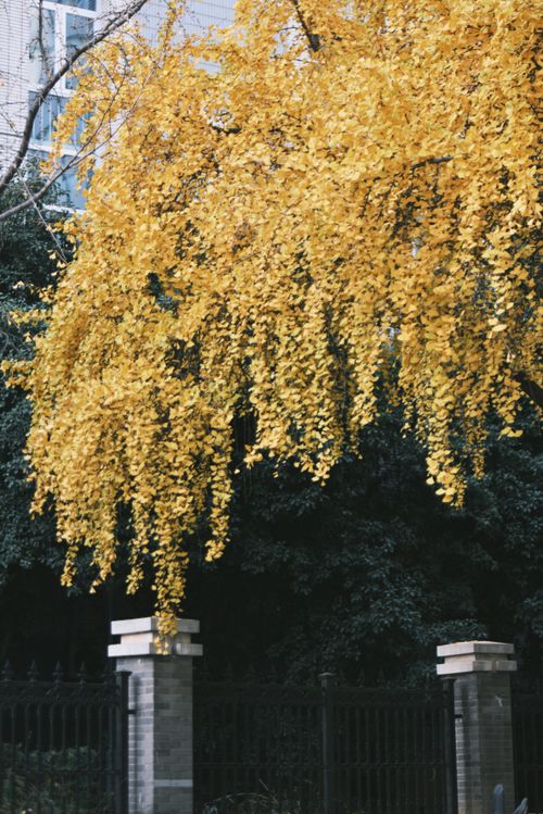 Free Lush ginkgo tree with golden leaves cascading over a city fence in autumn. Stock Photo