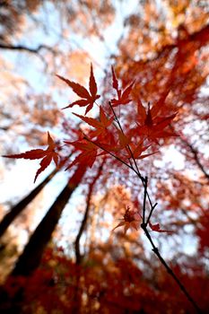 japanese wax tree autumn leaves