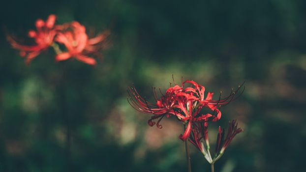 Stunning macro shot of a vibrant red spider lily blooming in a natural outdoor setting.
