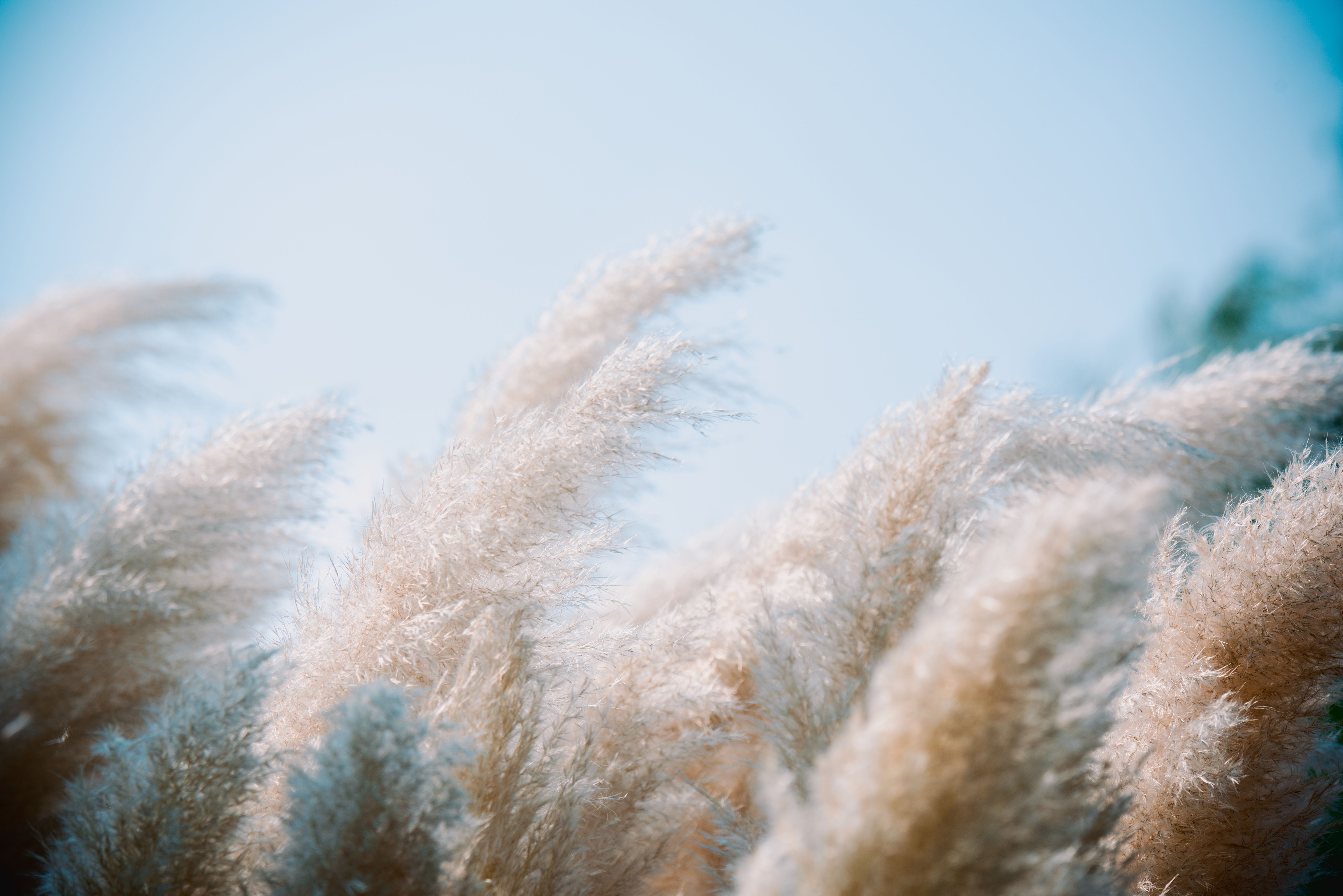 Miscanthus : Culture, Entretien et Variétés 2026