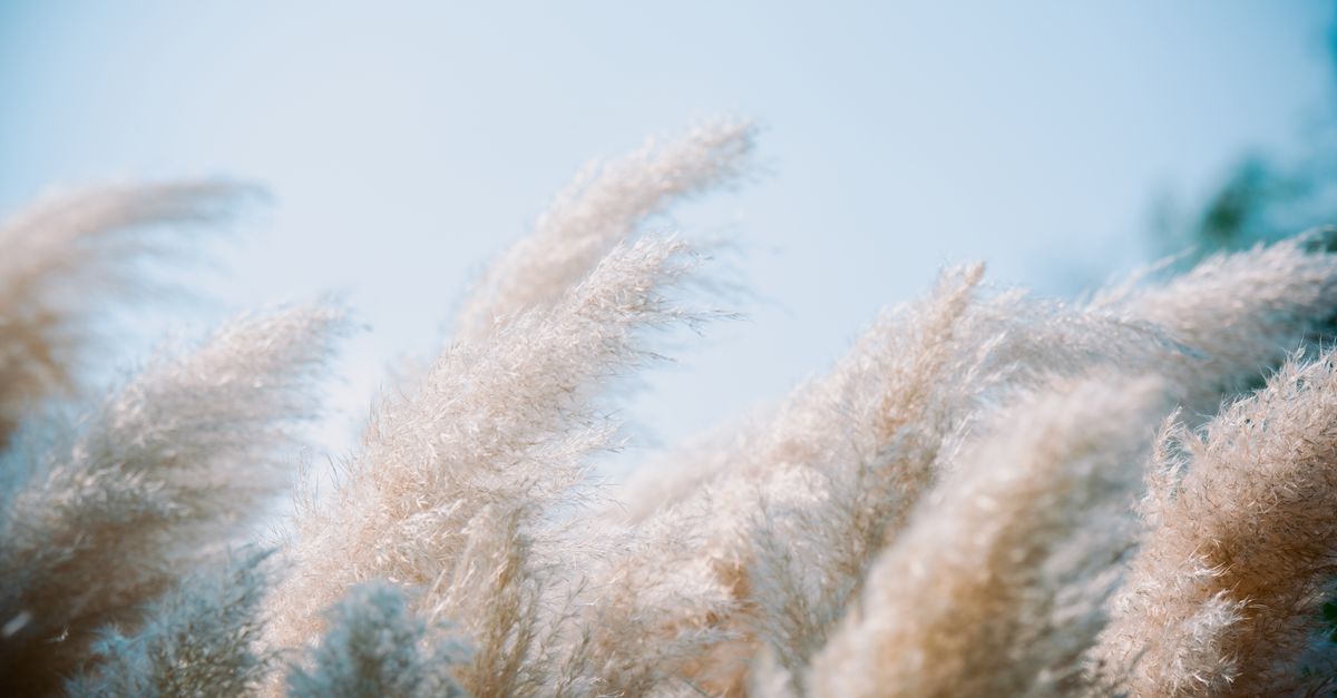 Miscanthus : Culture, Entretien et Variétés 2026