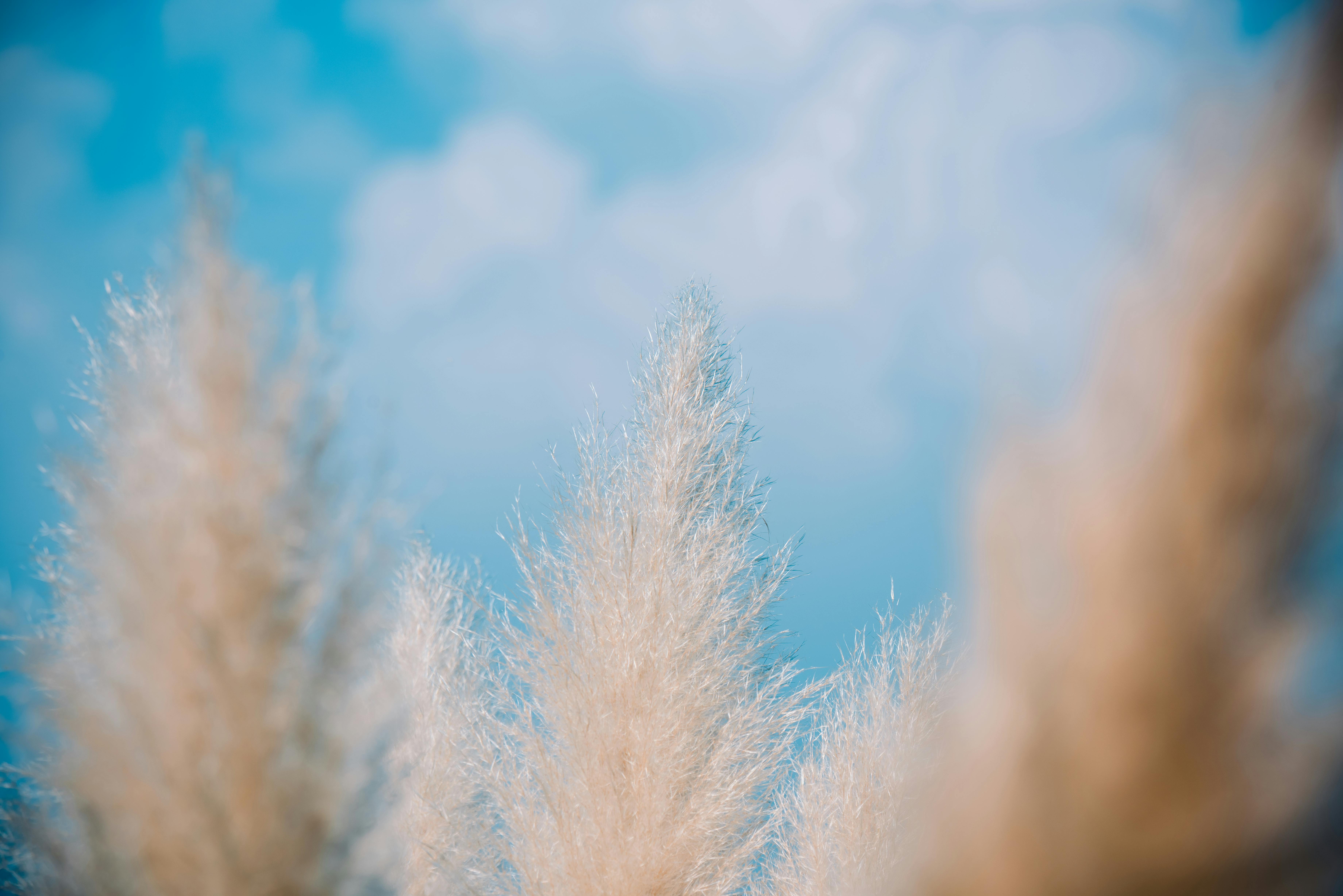 Gratis Un primer plano de la hierba de la pampa meciéndose suavemente bajo un cielo azul brillante, creando una escena tranquila. Foto de stock