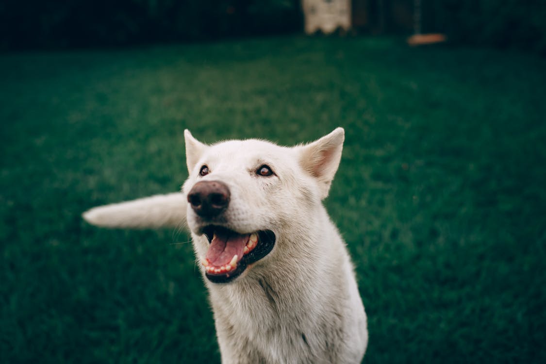 Đôi mắt đen huyền ảo và bộ lông trắng muốt, chó trắng là một trong những loài vật đáng yêu nhất trên đời. Hãy xem những bức ảnh về chúng để tận hưởng sự tinh khiết và ngộ nghĩnh.