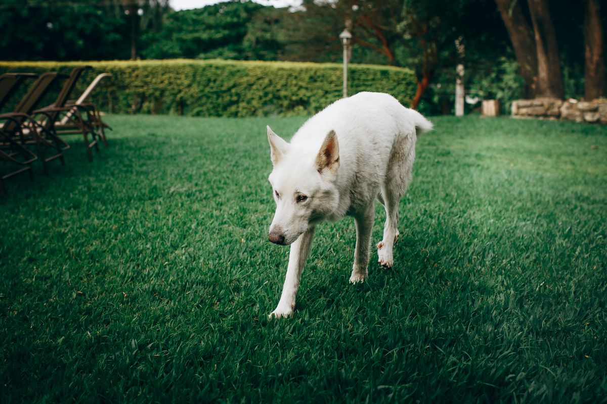 Köpeğim Eve Çiş Yapmaya Başladı: Sağlık Sorunu mu, Davranış mı? - Görsel 1