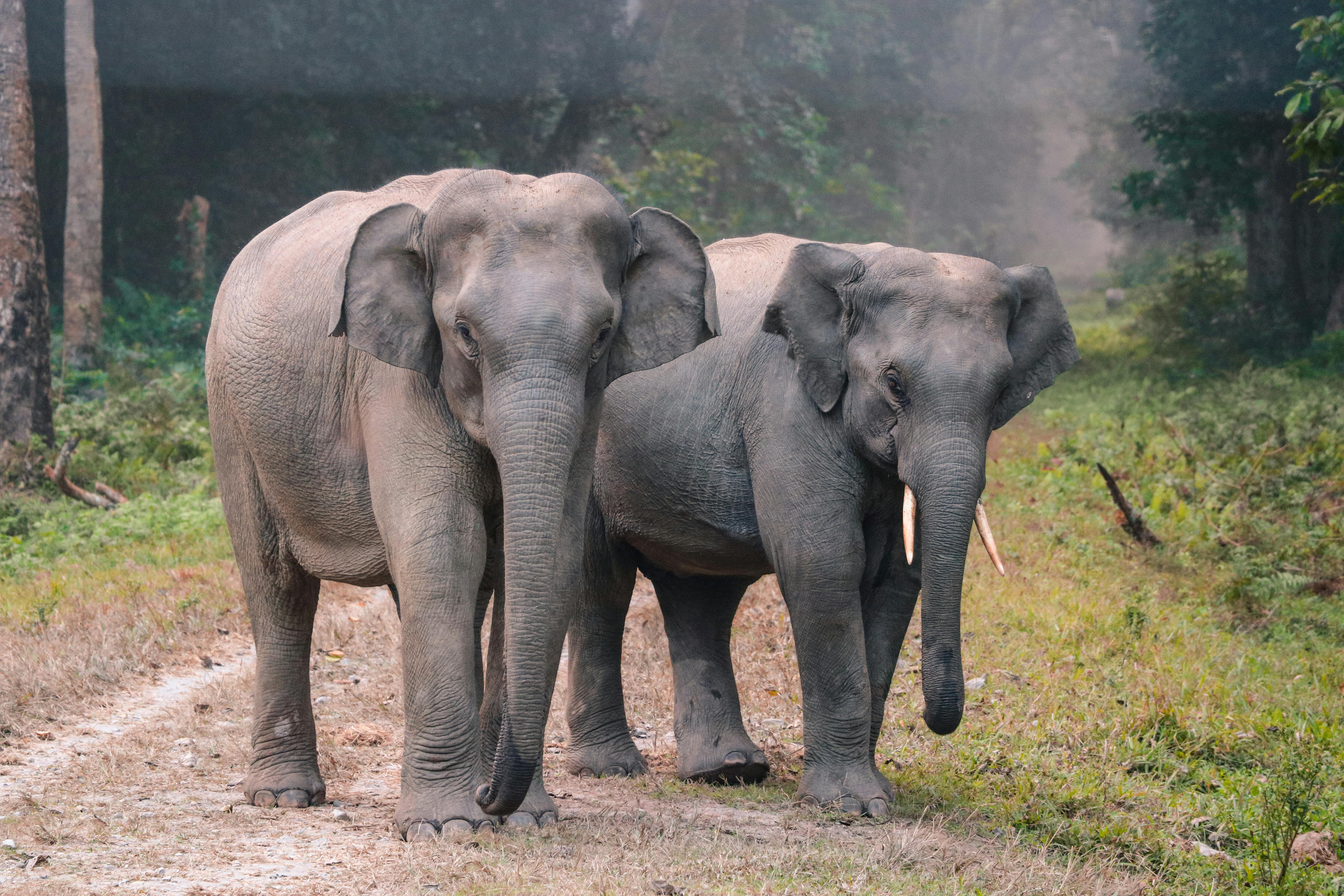 photo of elephants walking outdoors