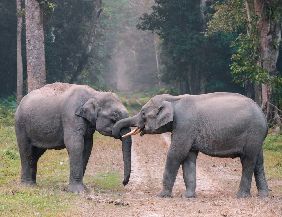 Photo of Elephants on Grass