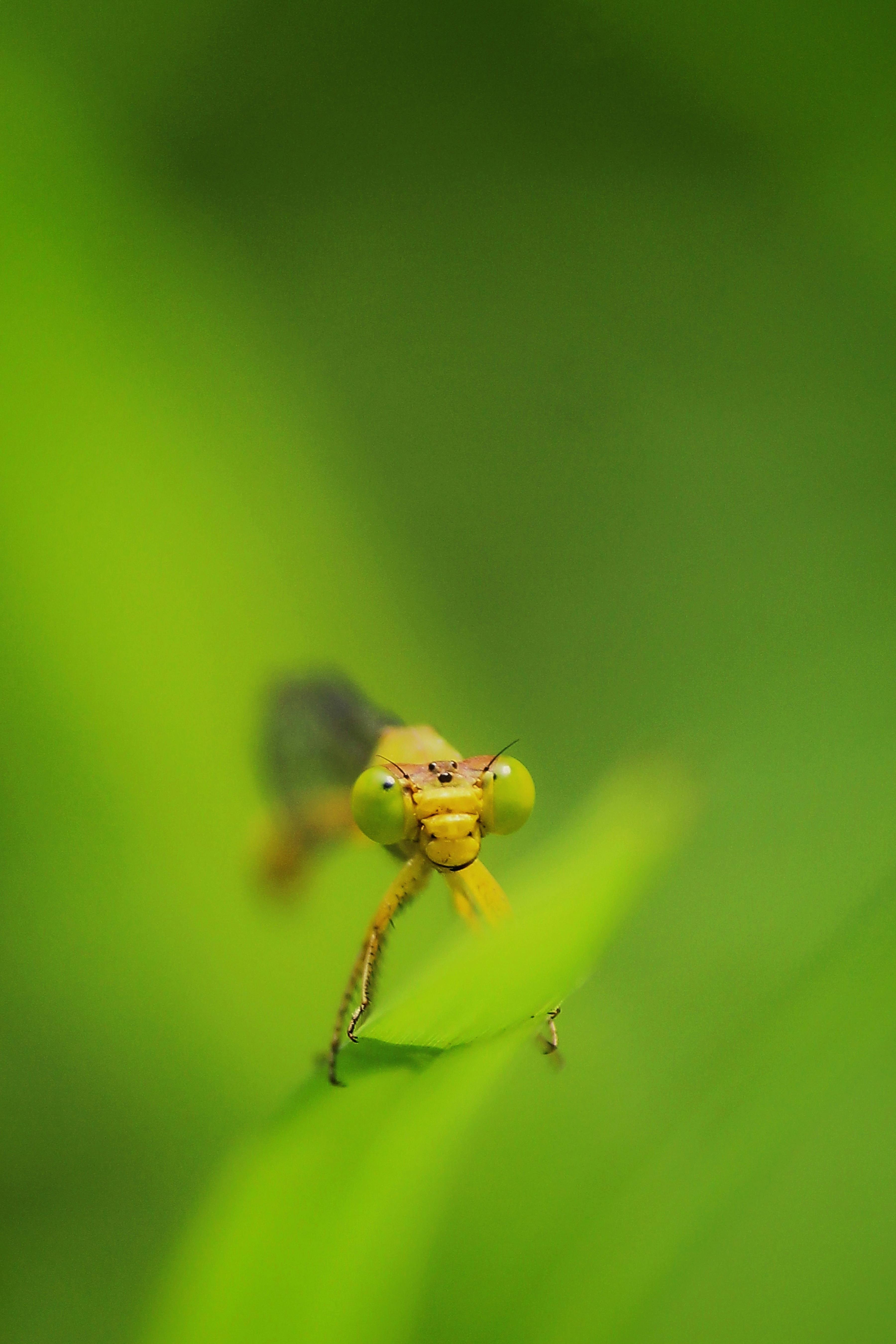 Gratis Nærbilde av en mantis på et blad som viser frem intrikate detaljer om dens trekk. Arkivbilde