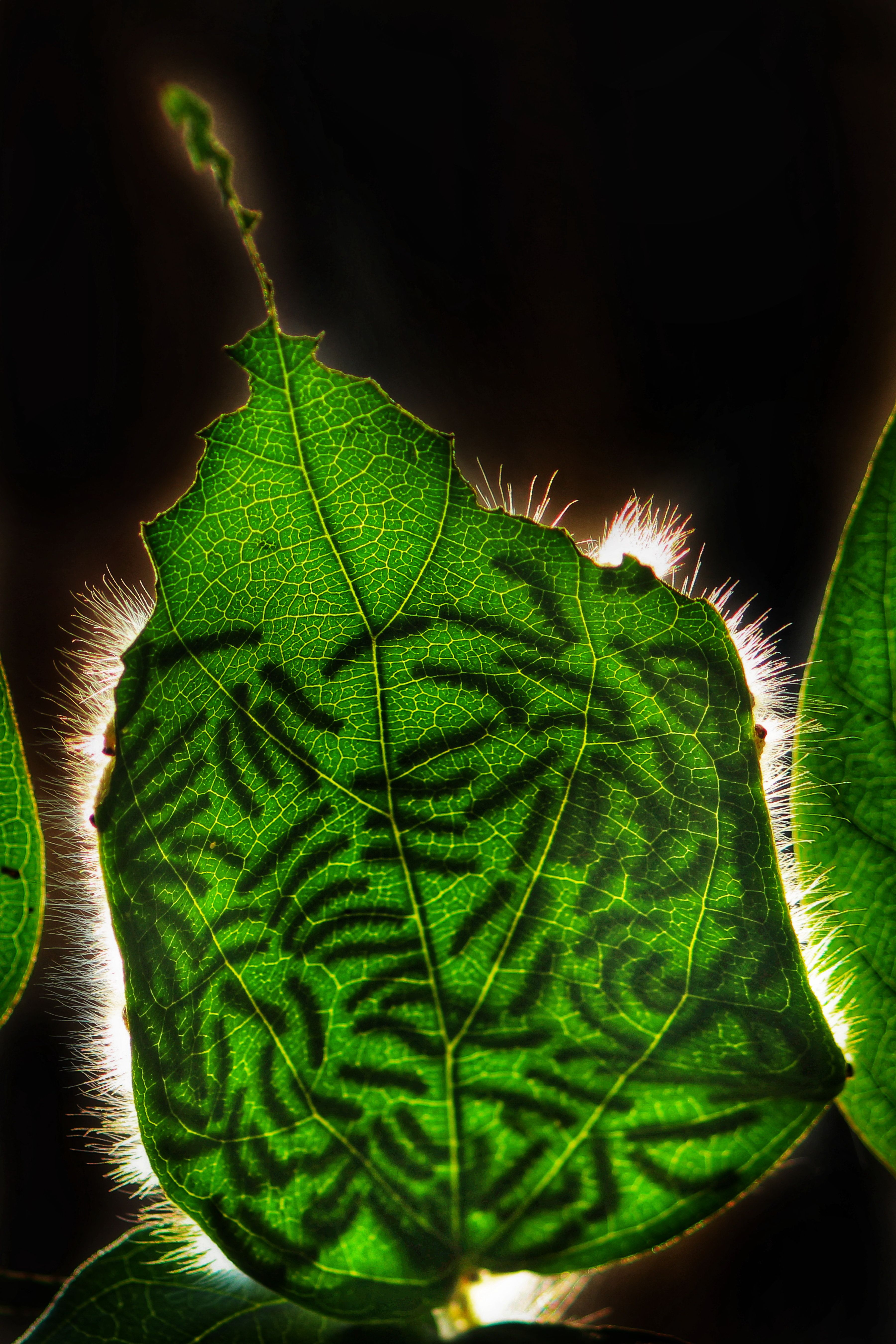 Macro Shot of Leaf with Insect Trails · Free Stock Photo