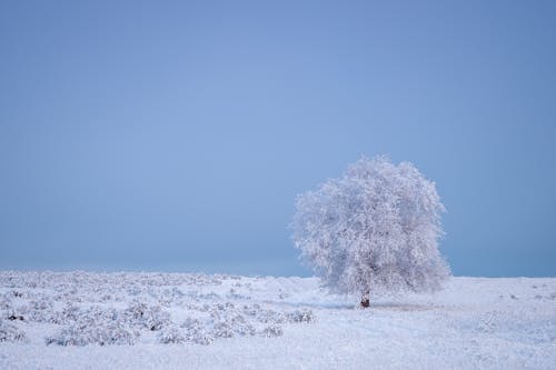 大雪覆蓋的樹