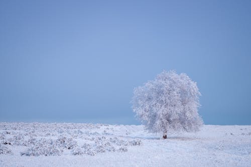 Sneeuw Behandelde Boom