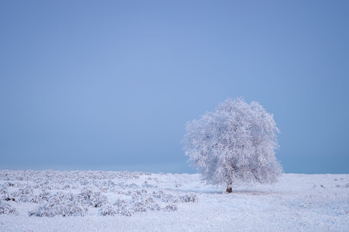 Árbol Cubierto De Nieve