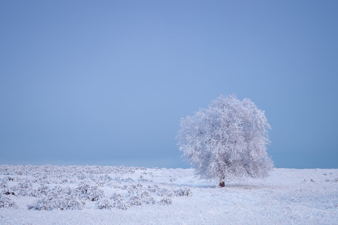 無料 雪に覆われた木 写真素材