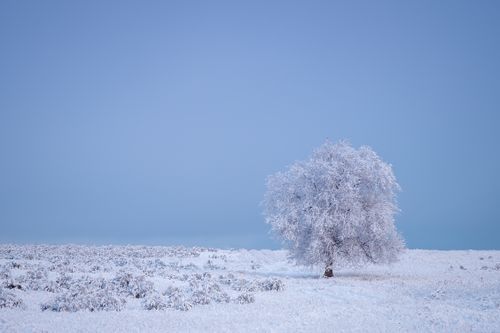 Free A solitary tree covered in frost stands in a snowy winter landscape, evoking tranquility. Stock Photo