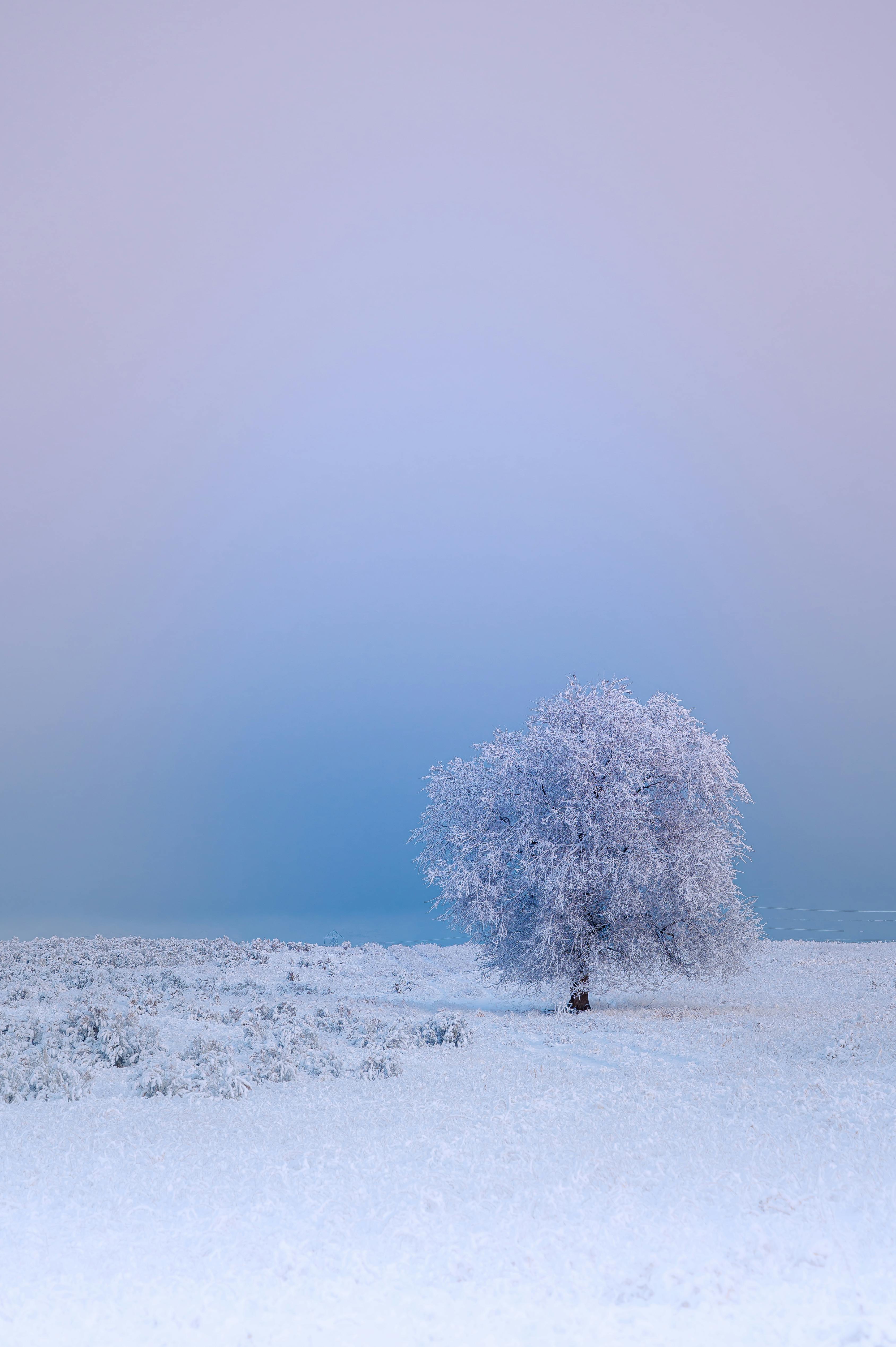 Tree Covered by White Snow · Free Stock Photo