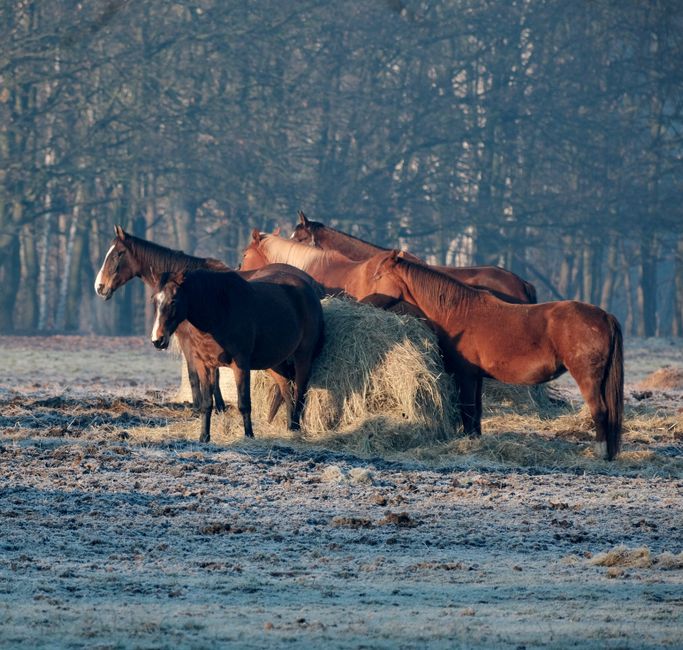 A group of horses grazing on hay in a frost-covered field during a winter morning.