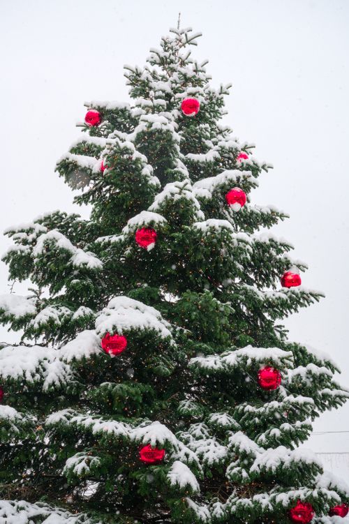 Free A pine tree covered in snow with bright red ornaments captures the festive holiday spirit. Stock Photo