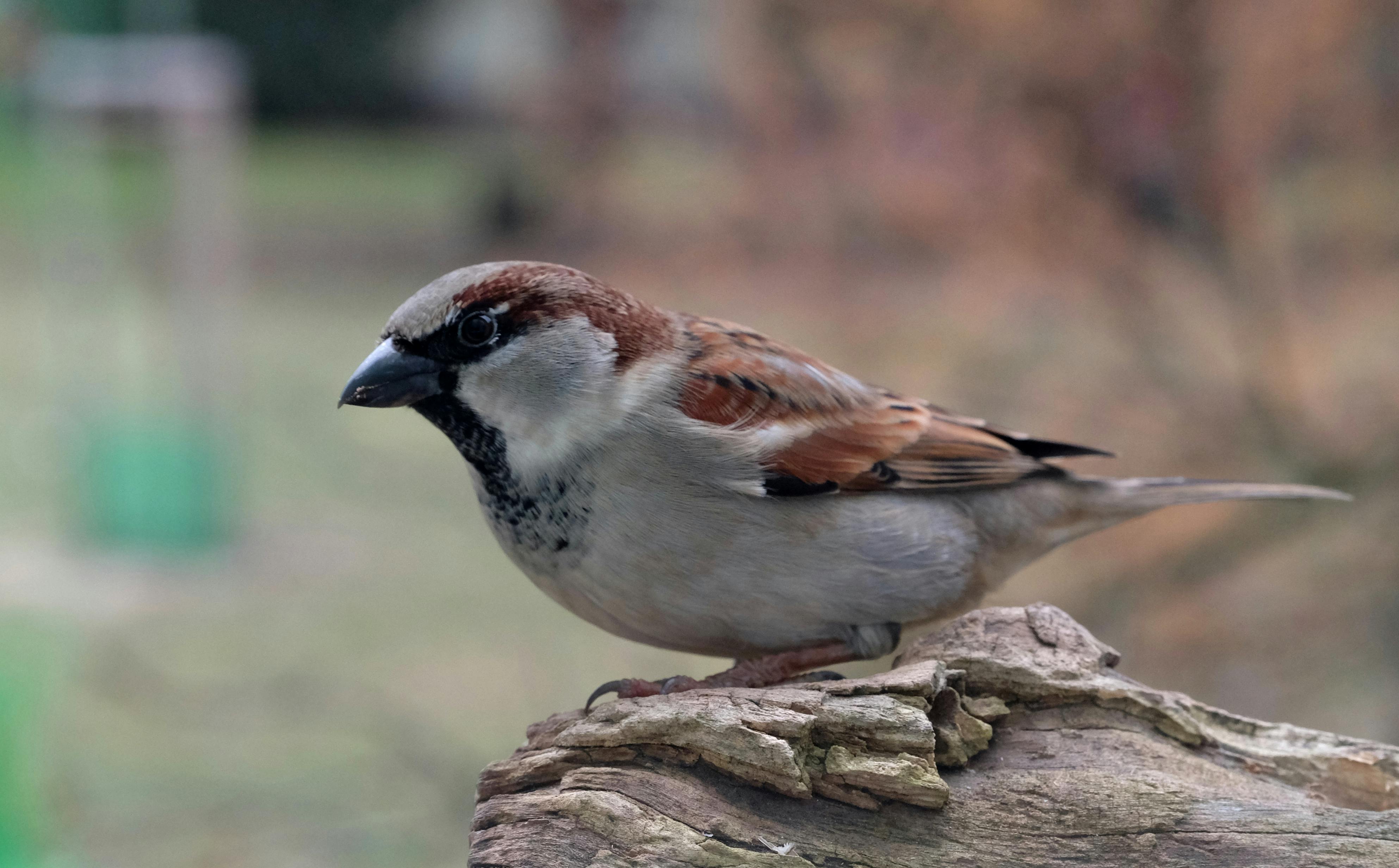 Birdwatching For Beginners