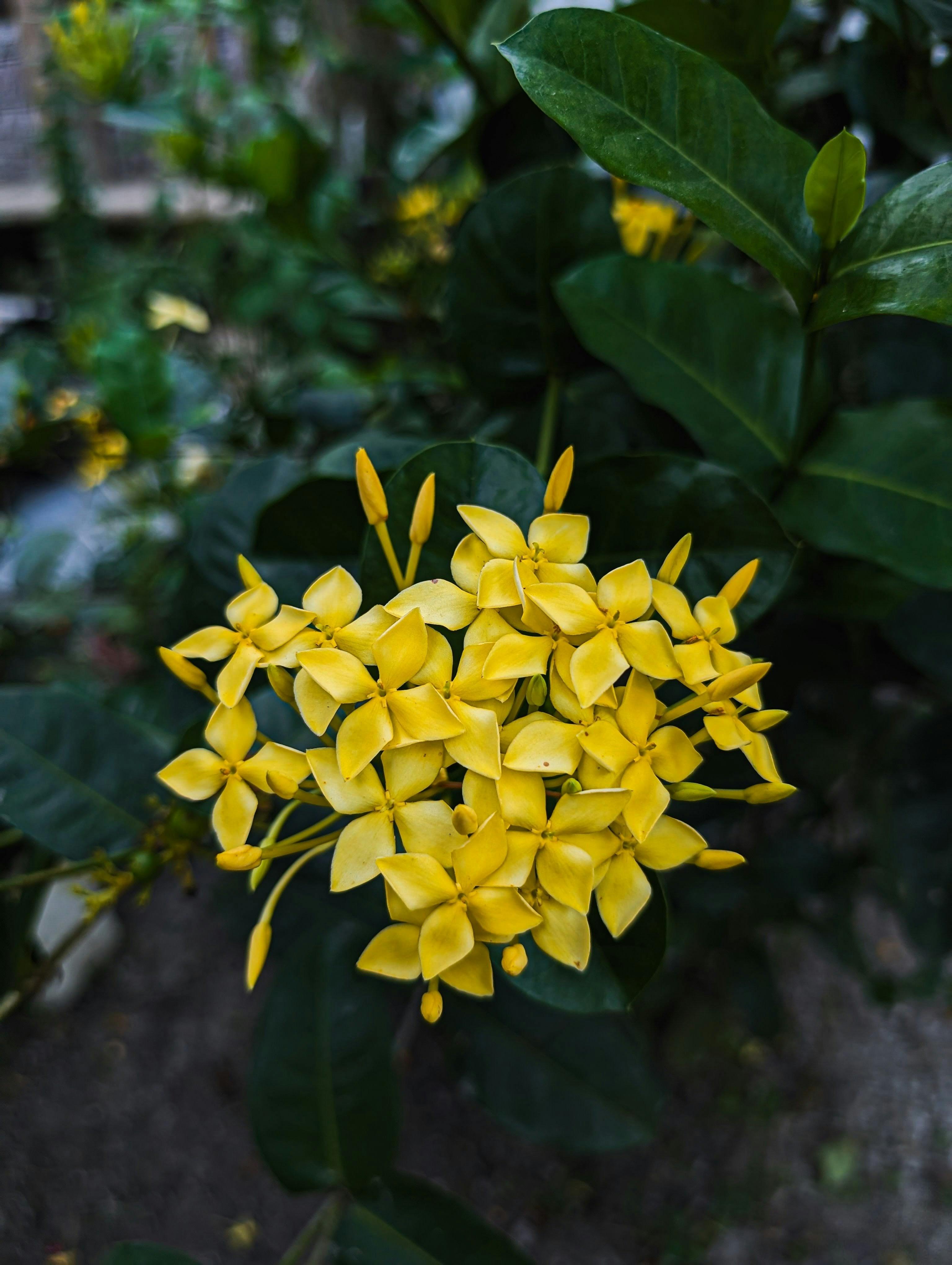 [ColoSach]-a-striking-close-up-of-yellow-ixora-flowers-with-lush-green-leaves-in-an-outdoor-setting.