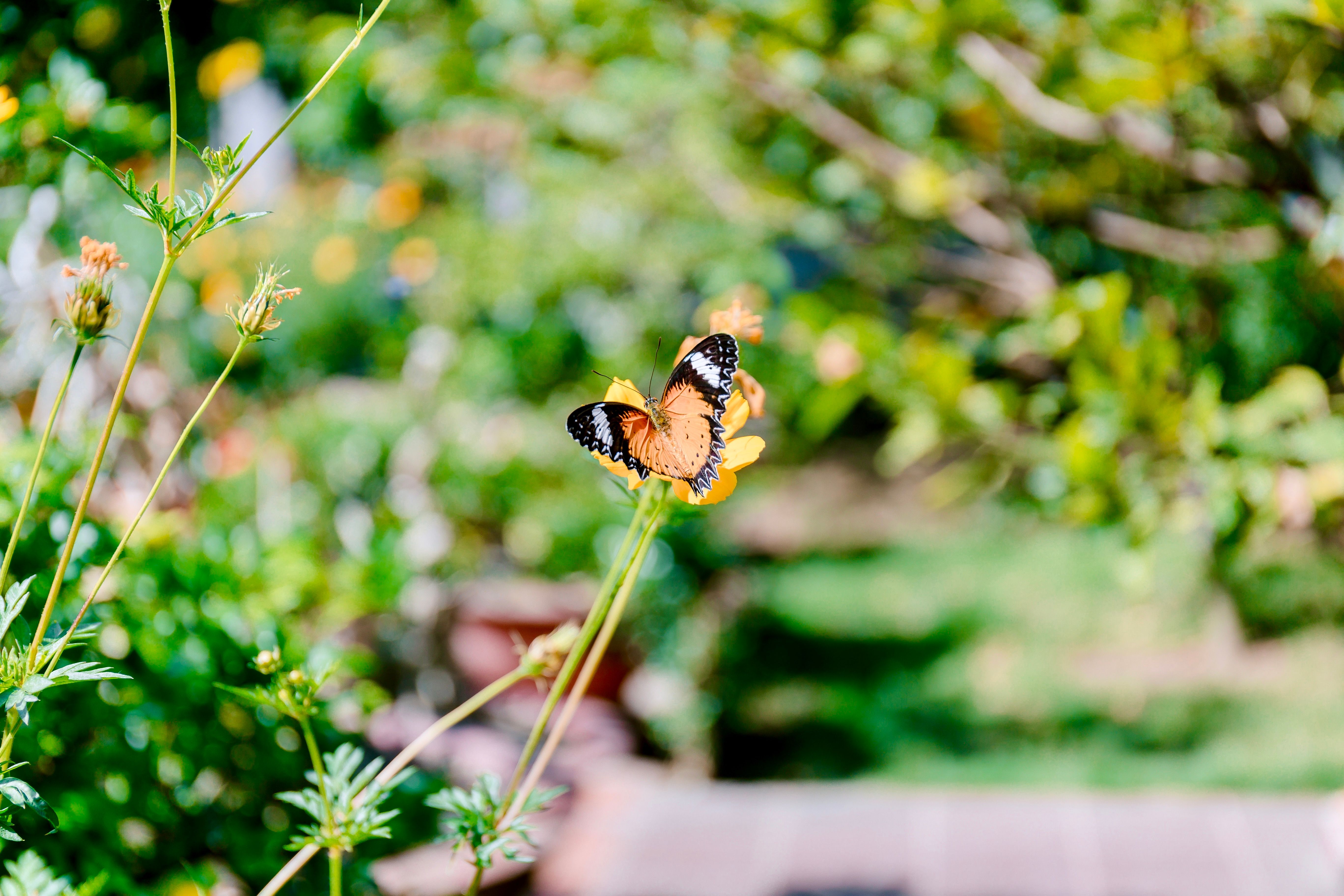 Monarch Butterfly Resting on Vibrant Flowers · Free Stock Photo