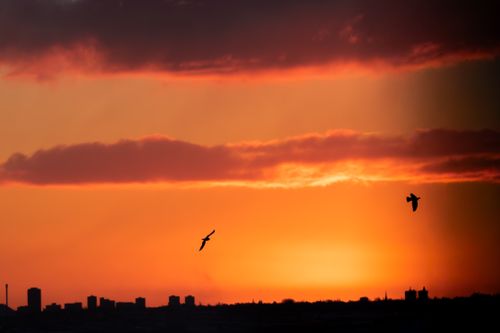 Free Silhouette of birds flying over a city skyline during a vibrant sunset in the UK. Stock Photo