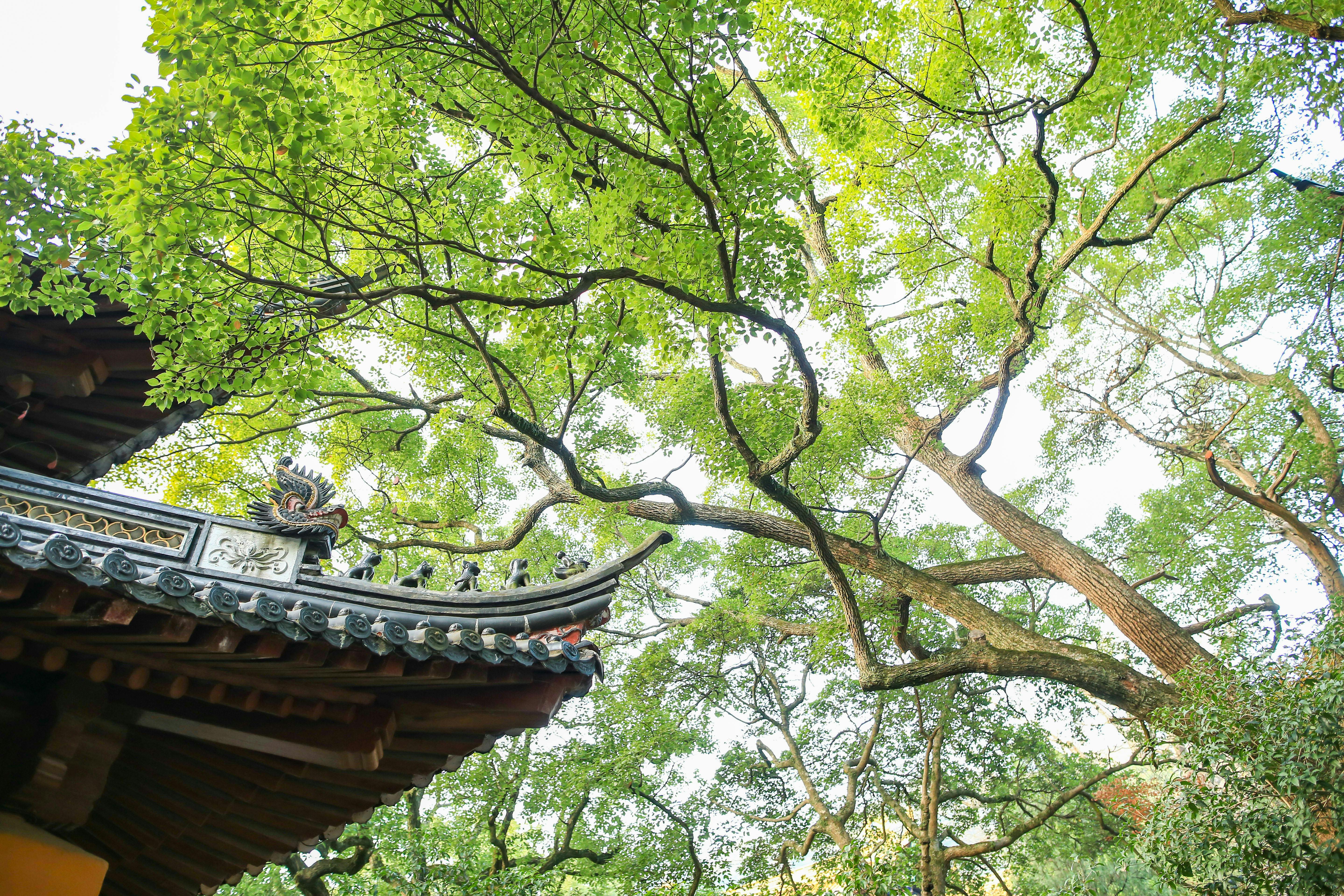 Free stock photo of Putuo Mountain