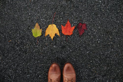 Ingyenes stockfotó esés, levelek, őszi levelek témában