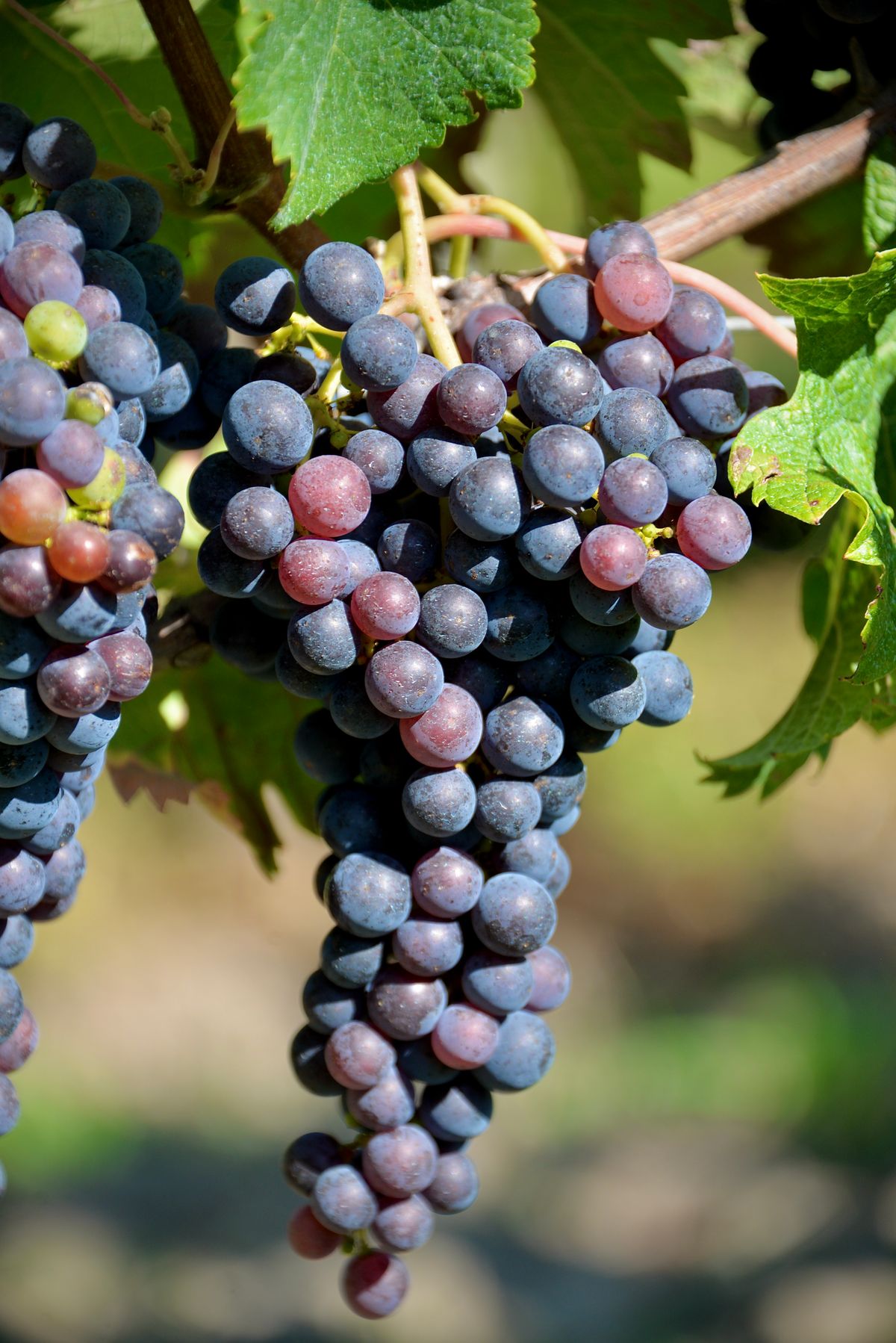 Grappes de raisin dans un vignoble de Nouvelle-Aquitaine, France