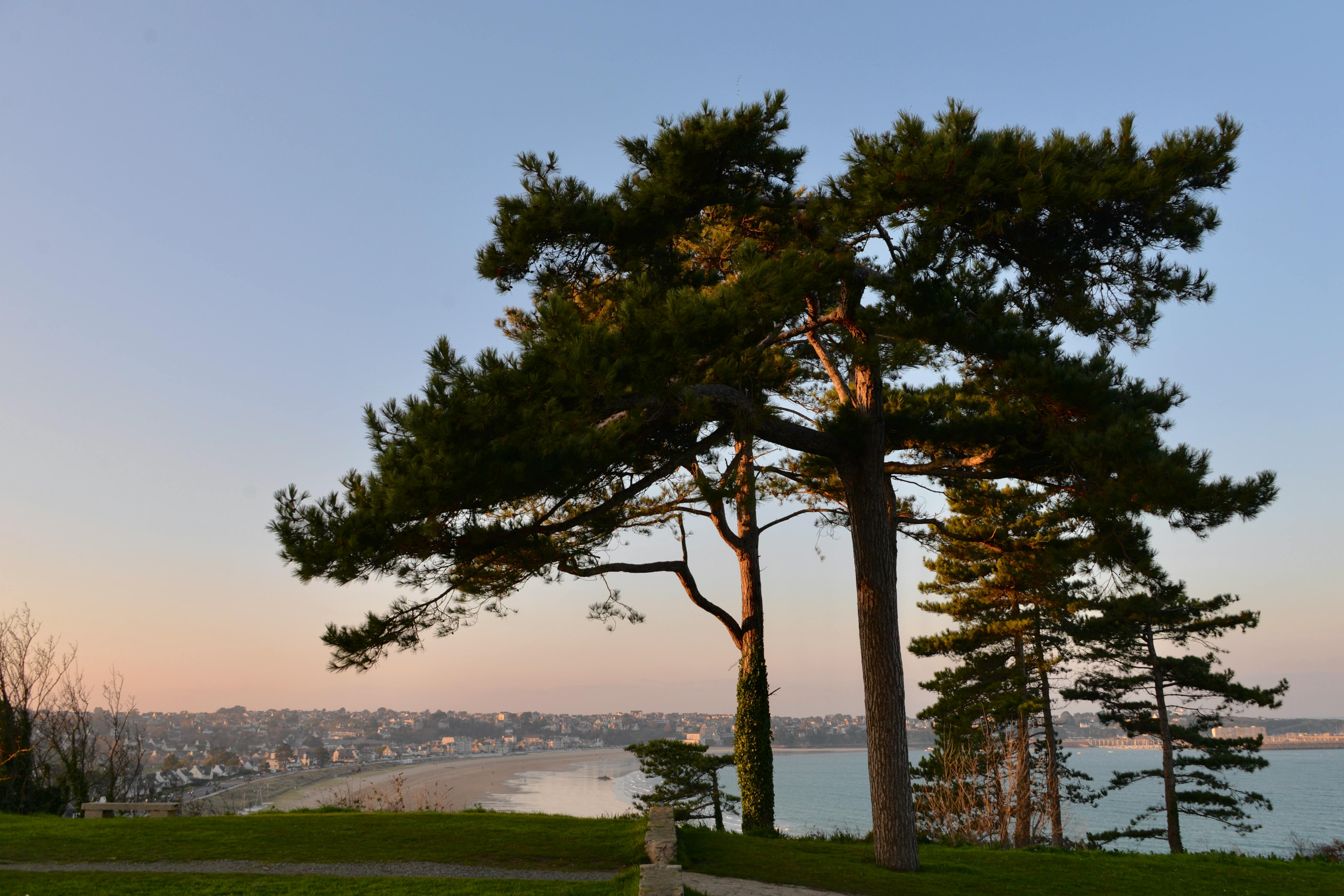 Wind In The Forest Sujiva Poems Poetry