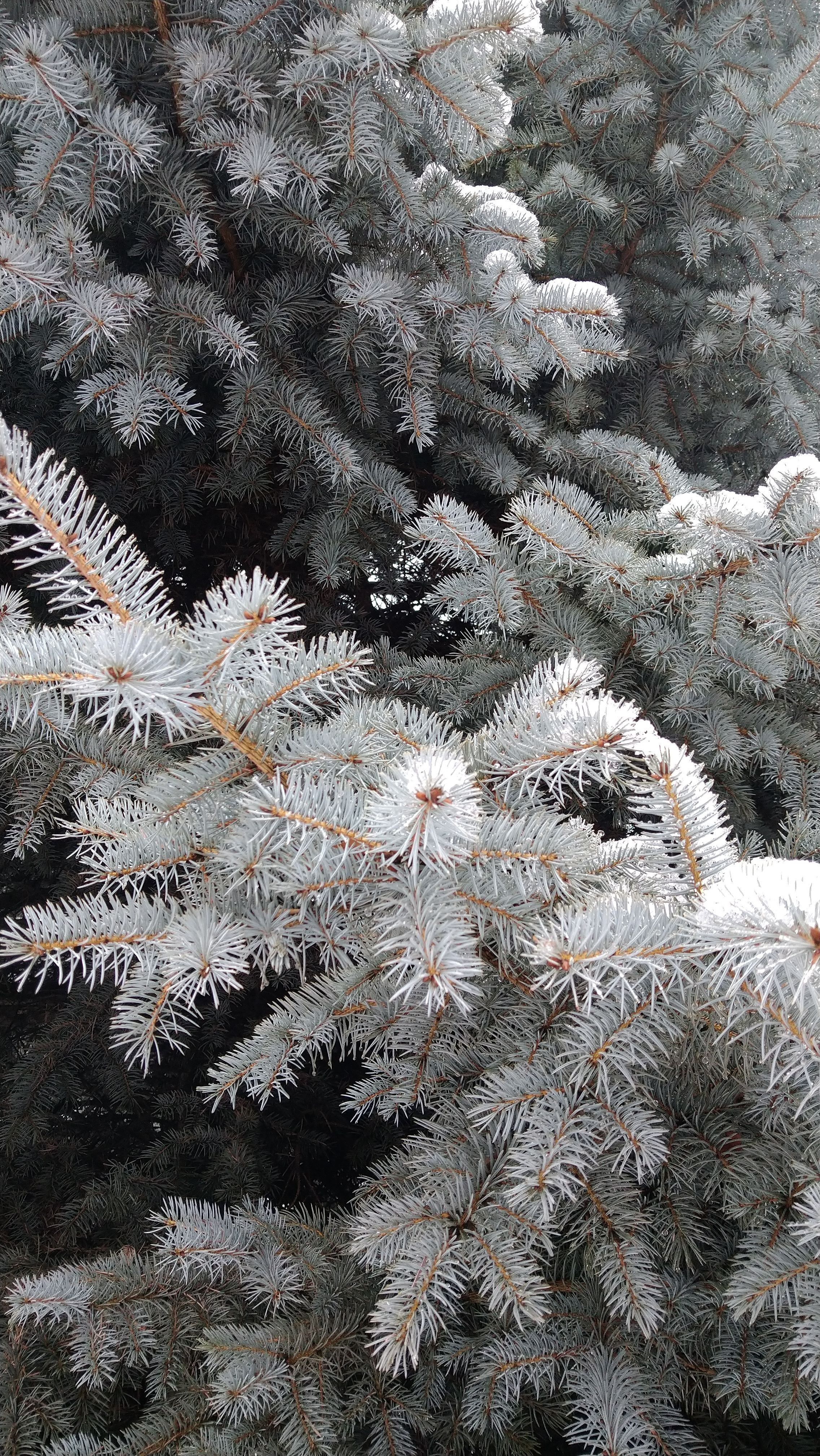 Frost-Covered Pine Tree Branches in Winter · Free Stock Photo