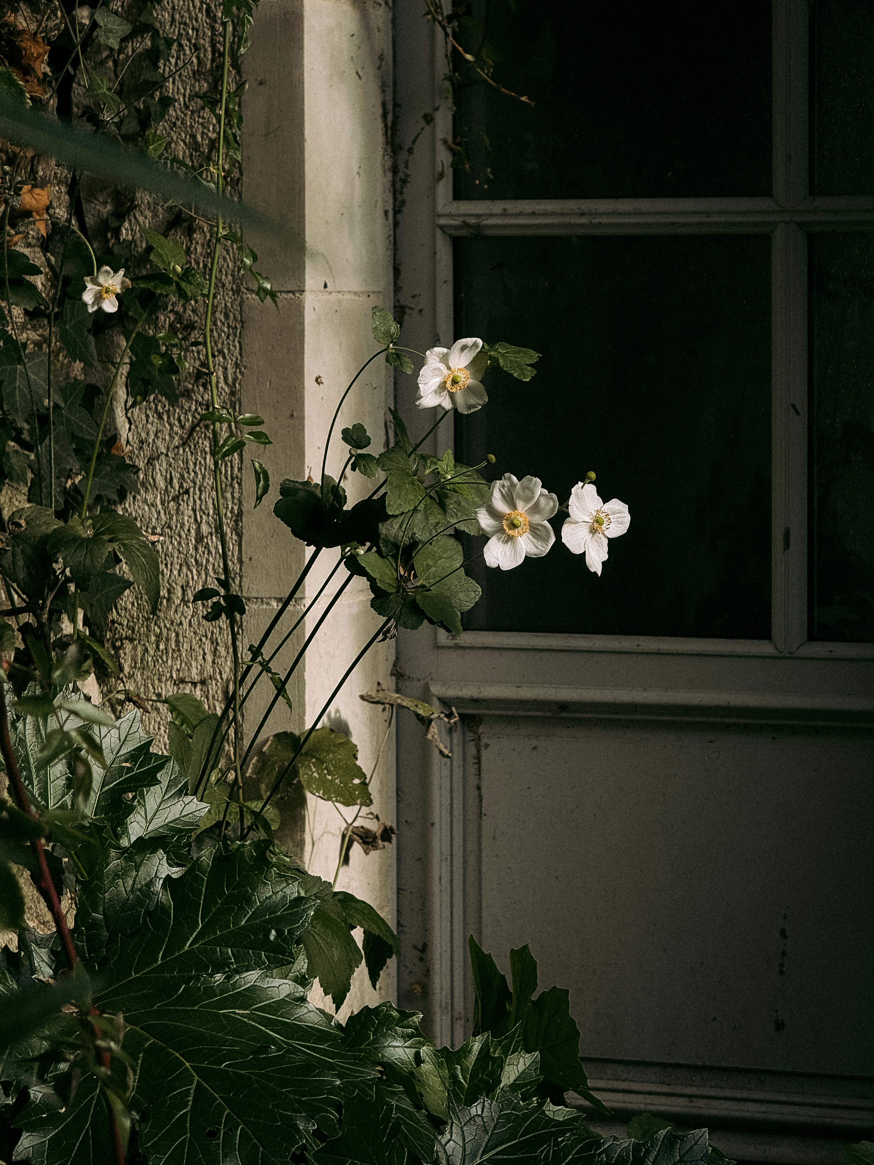 Gratuit Flori albe elegante lângă o ușă franceză rustică, surprinzând farmecul natural într-o lumină discretă. Fotografie de stoc