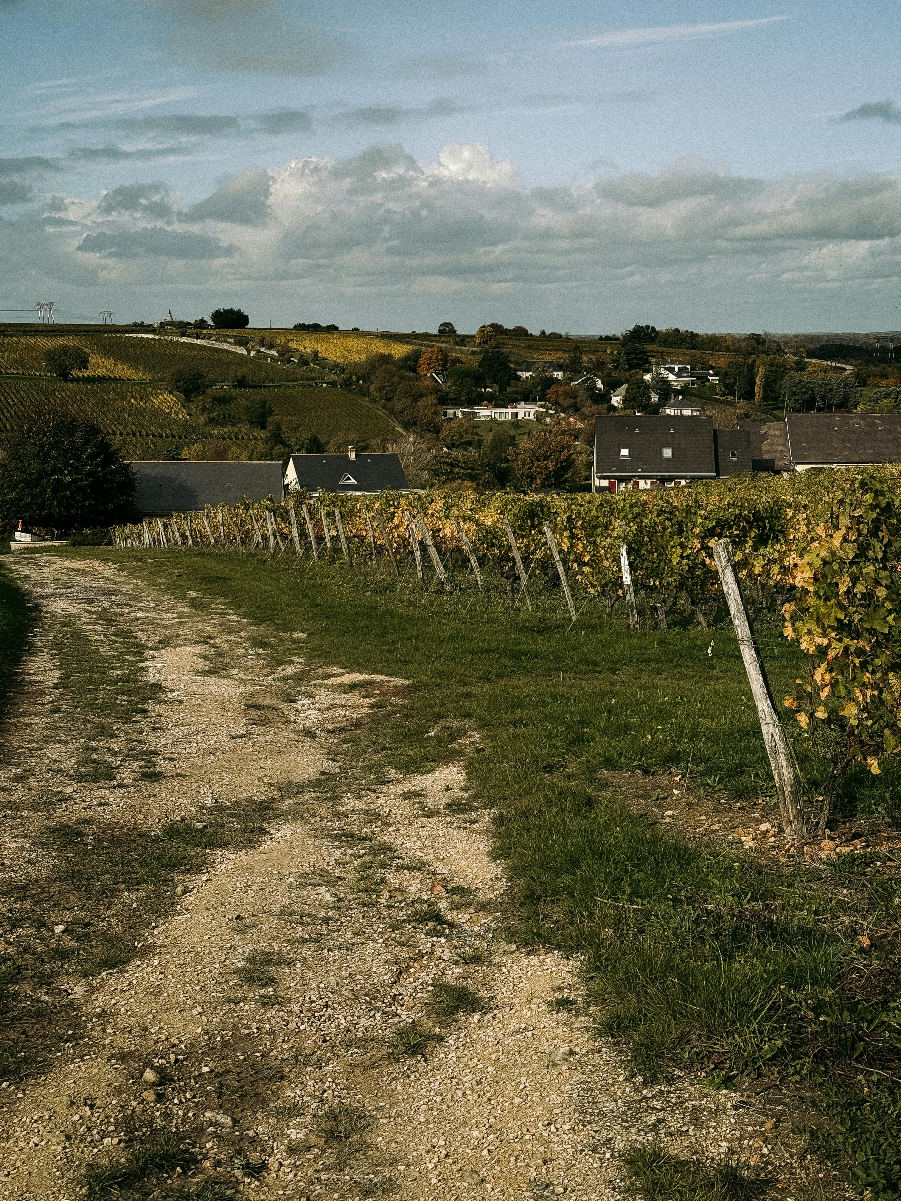 Vignoble Alsace