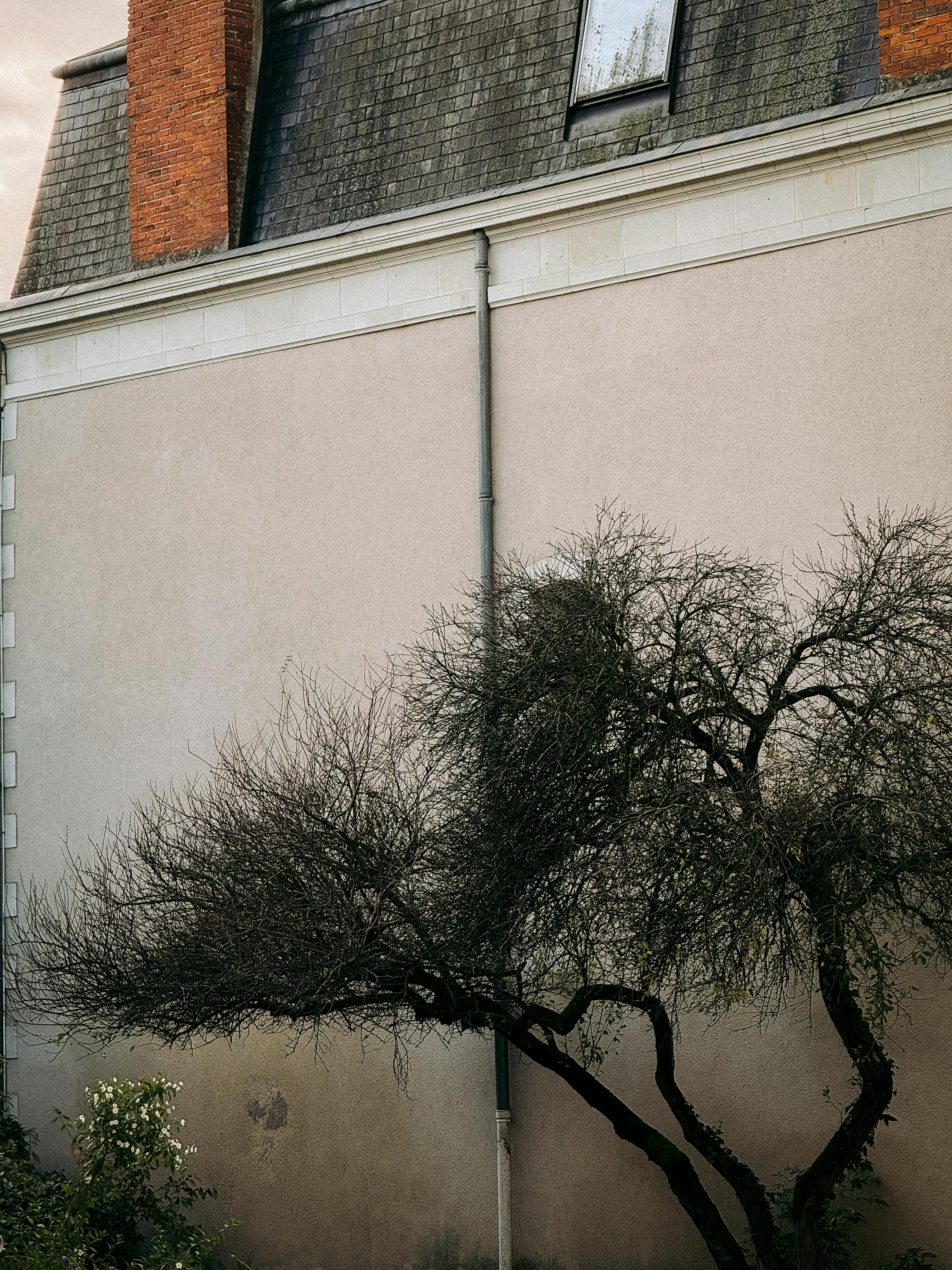 Gratis Albero spoglio dalla consistenza rustica, incastonato contro il muro di un classico edificio francese. Foto a disposizione