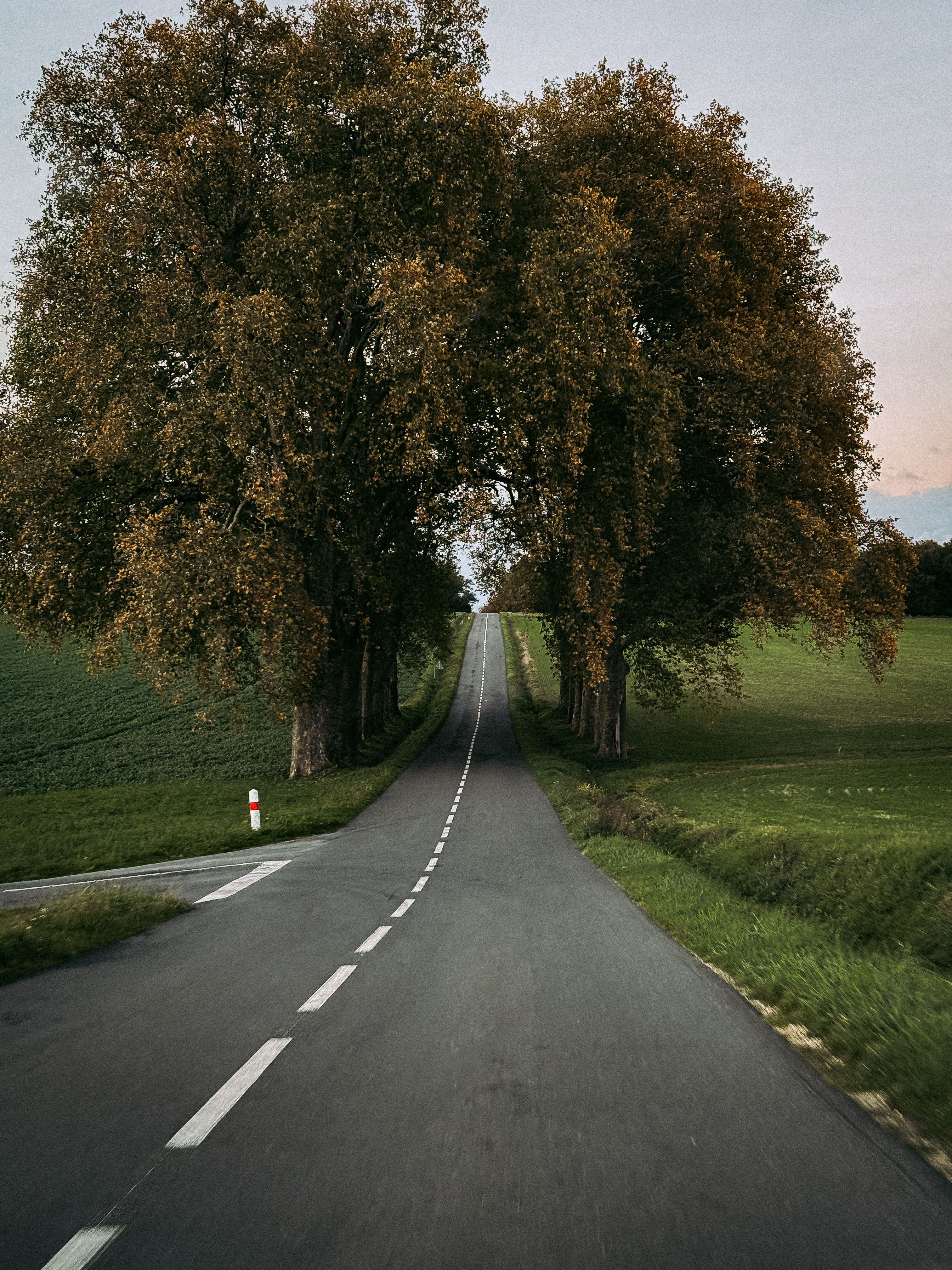 Route de campagne bordée d'arbres dans la campagne française, idéale pour un road trip