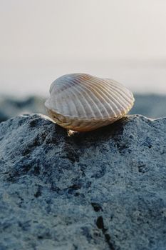 A close-up of a seashell resting on a rock at Konaev beach, capturing the serene coastal atmosphere.