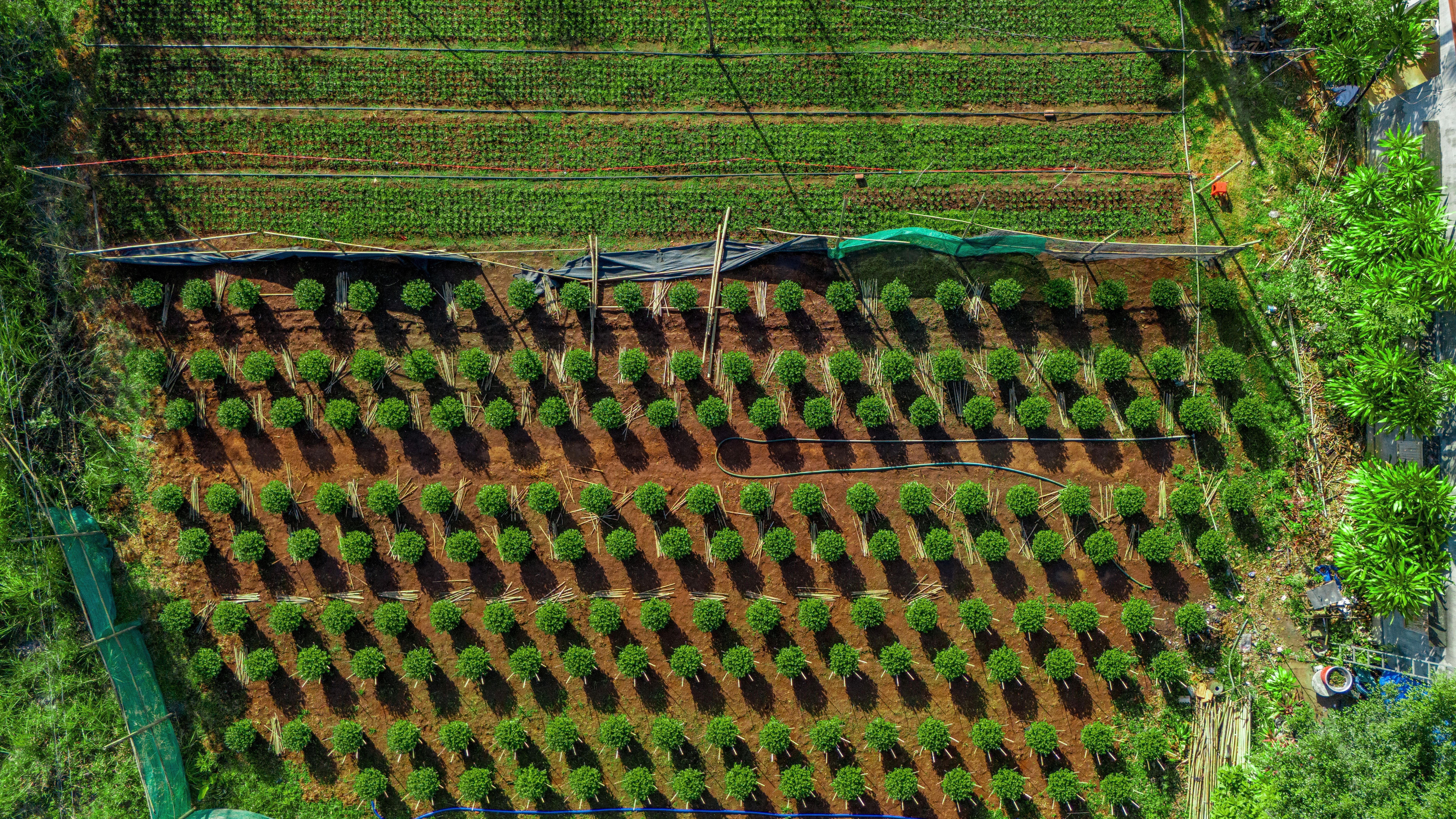Aerial View of Lush Agricultural Fields in Vietnam · Free Stock Photo