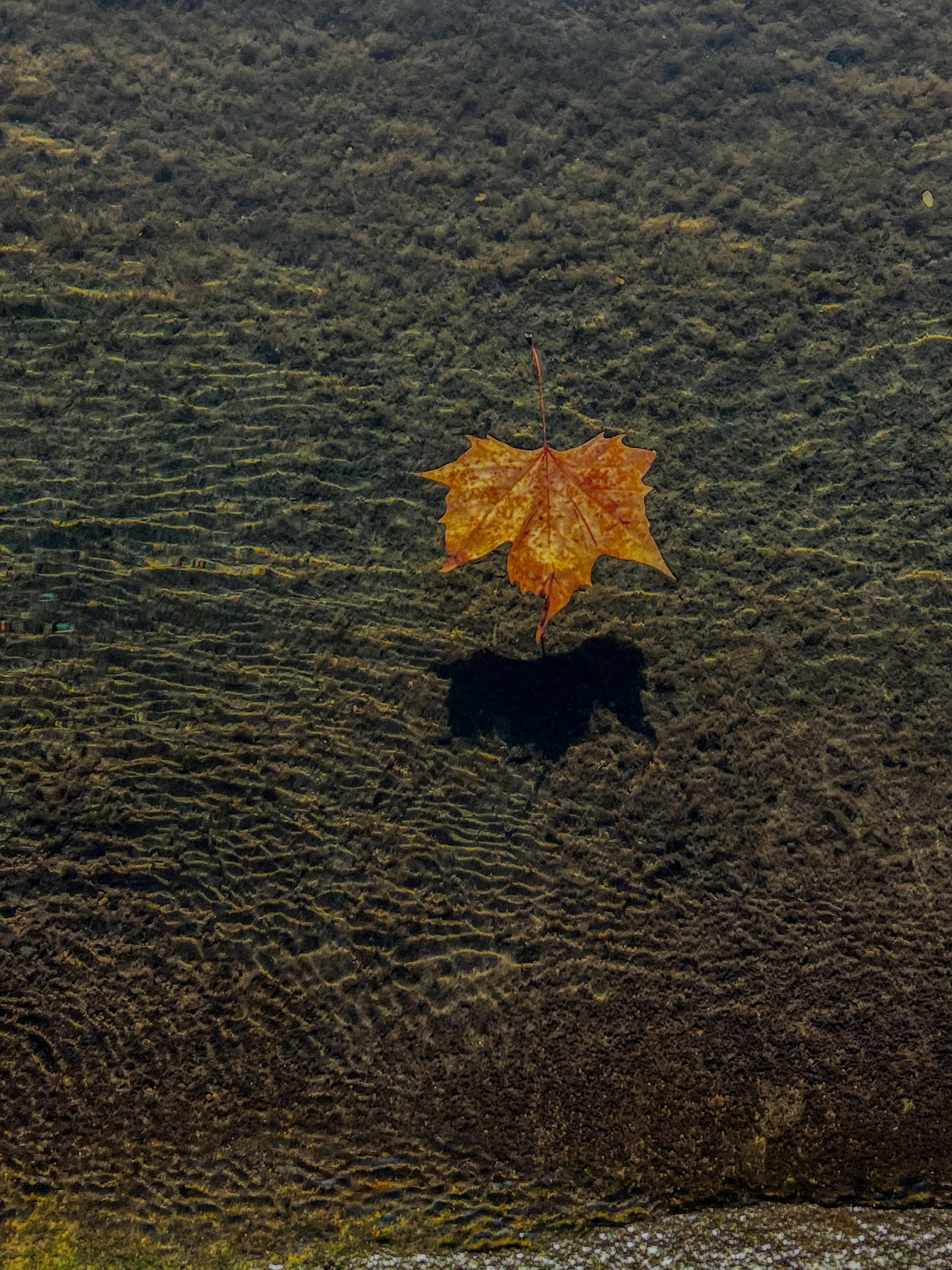 gratis Een enkel herfstblad op helder water, met rimpelingen die een rustgevend tafereel creëren. Stockfoto
