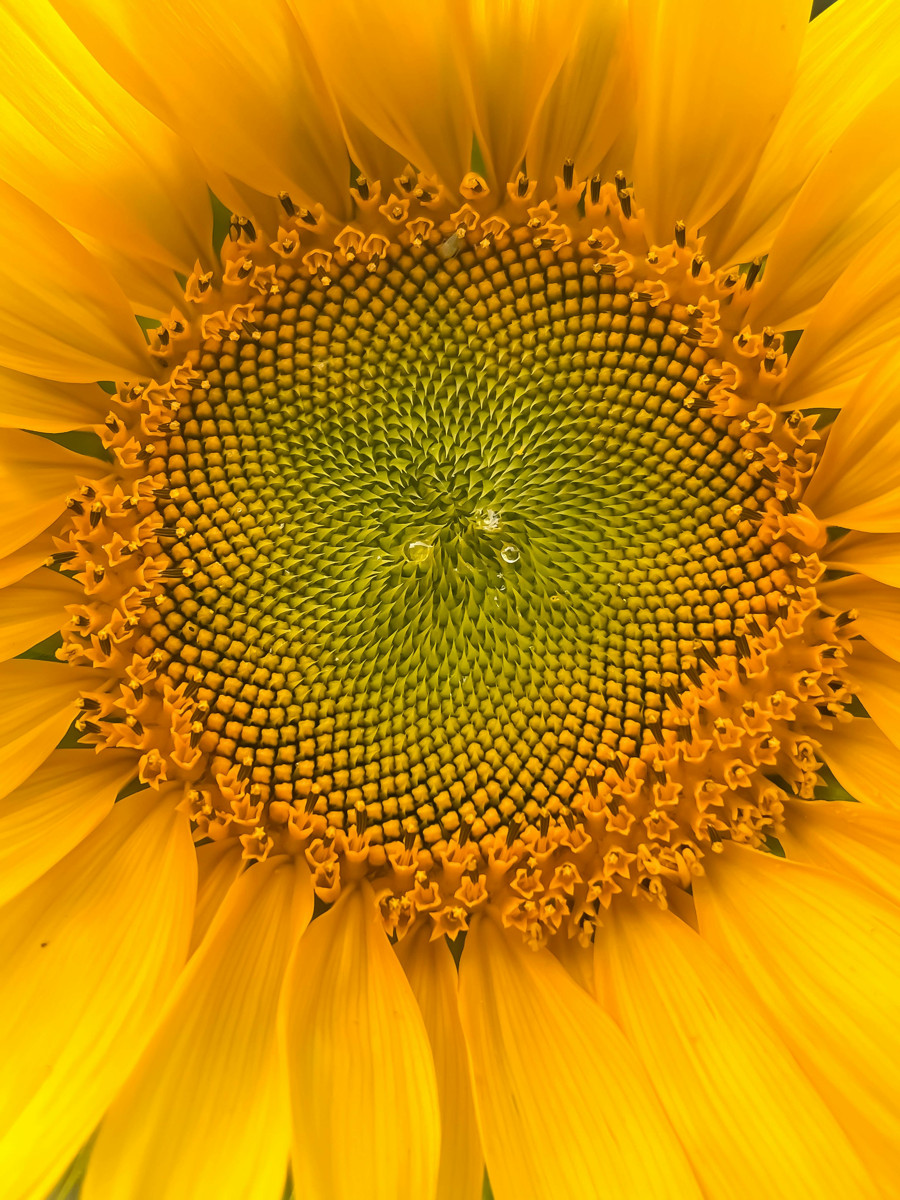 Schauberger Viktor Freie Energie Maschinen