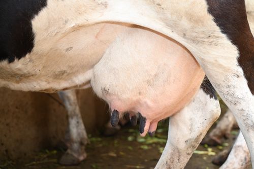 Free Detailed view of a dairy cow's udder inside a barn, showcasing farm life. Stock Photo