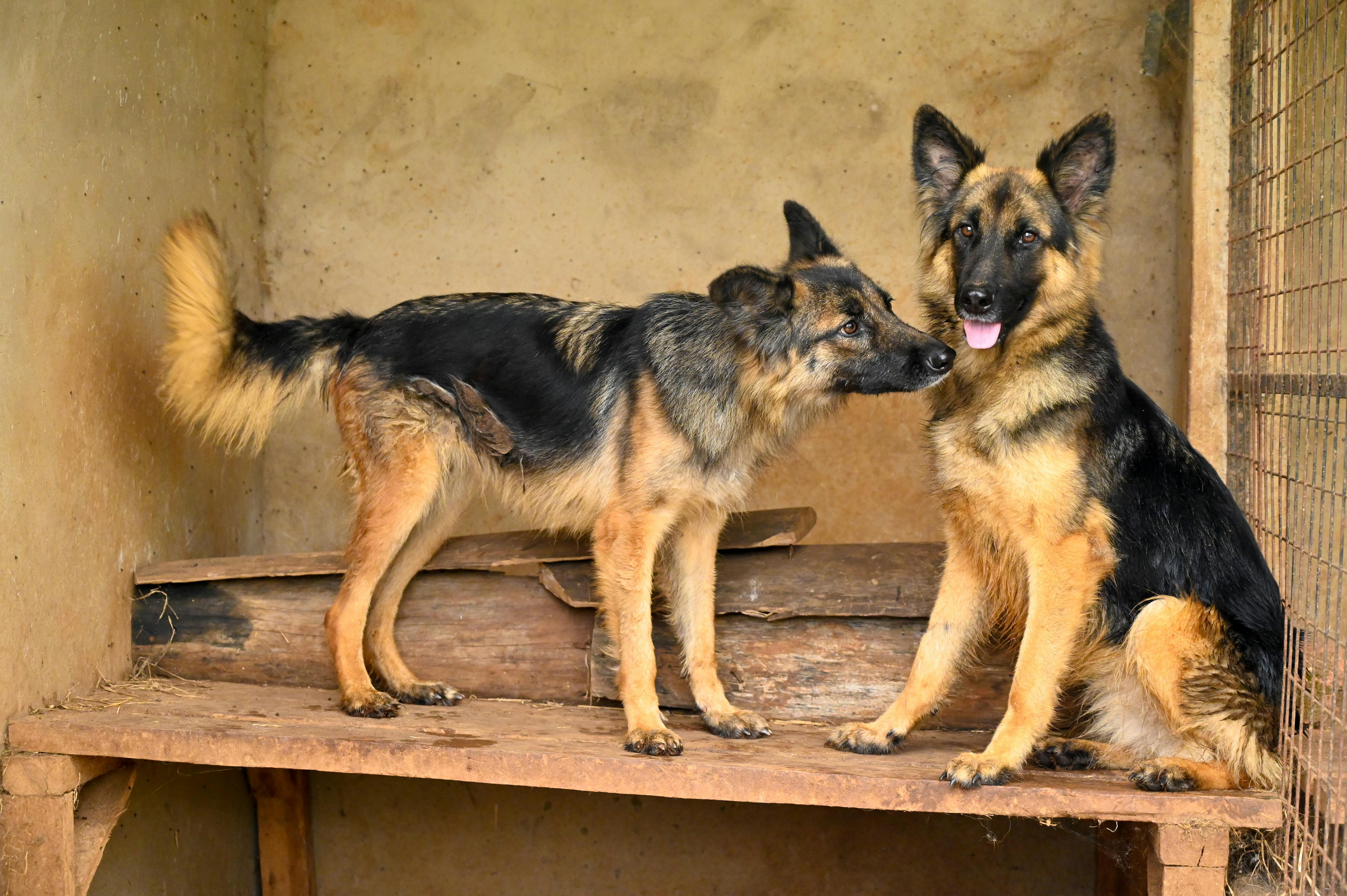 Διατροφή German Shepherd: Τι Τρώει & Πόσο Φαγητό Χρειάζεται