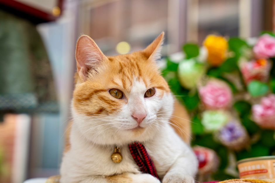カラフルな花の背景とともに室内でくつろぐ魅力的なオレンジ色の猫。