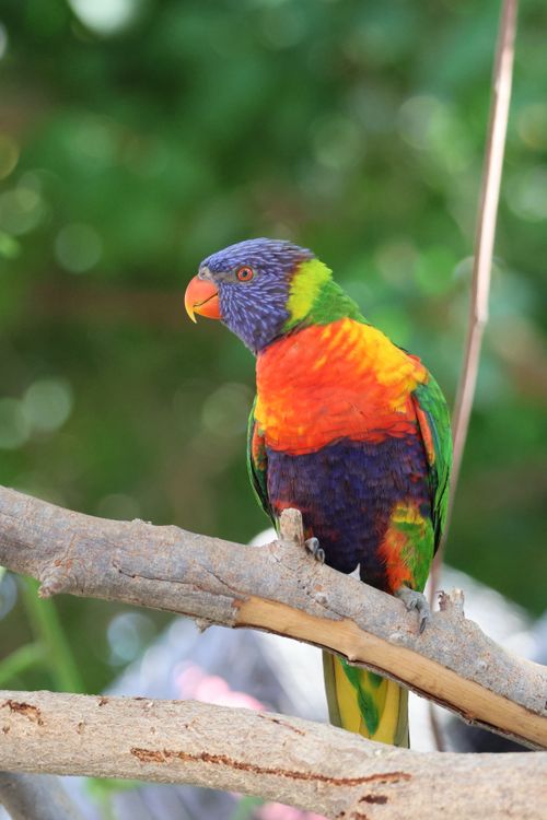 Free A colorful Rainbow Lorikeet perched on a branch amidst lush greenery. Stock Photo