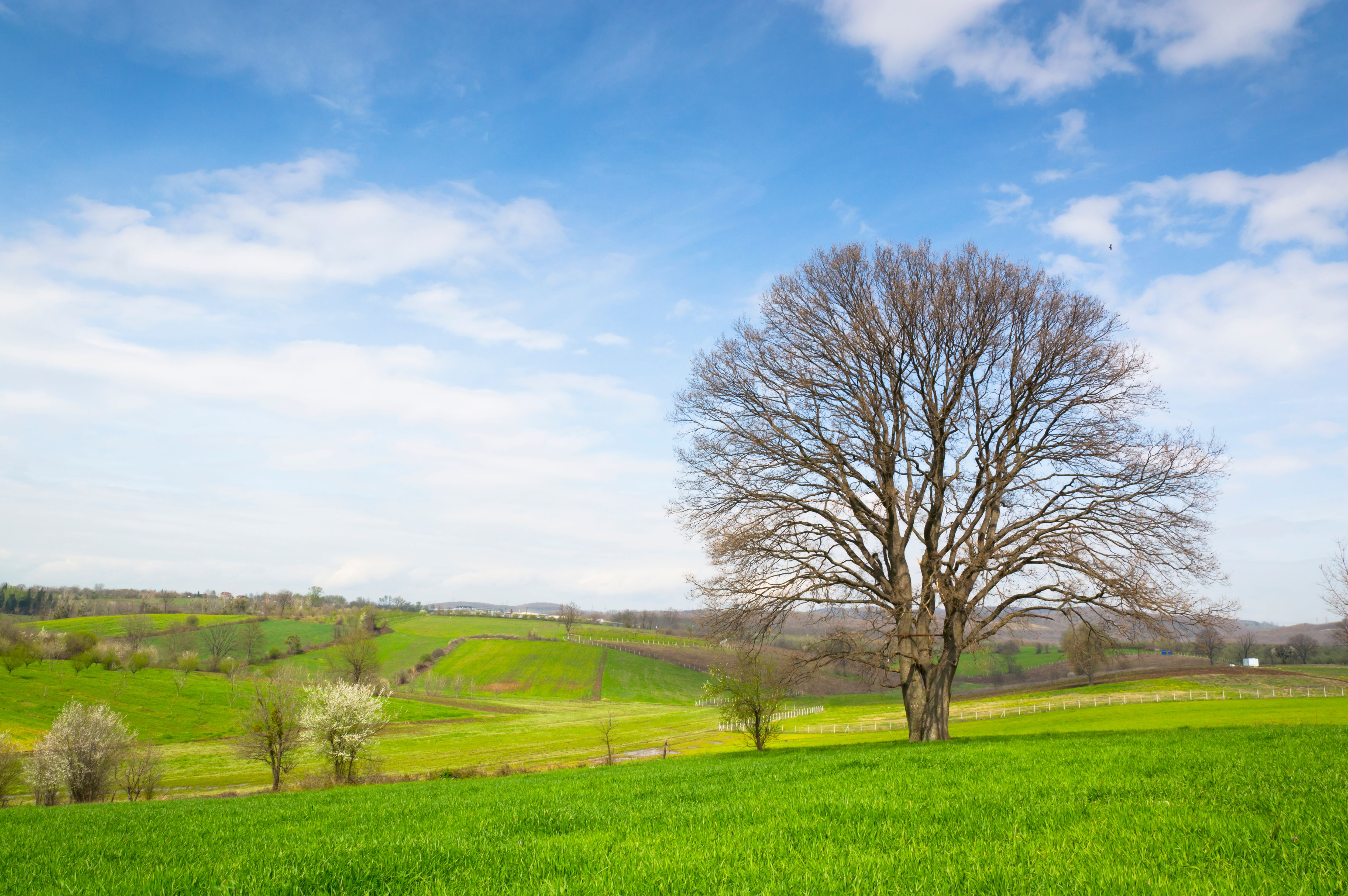 Scenic Spring Oak Tree in Lush Green Countryside · Free Stock Photo